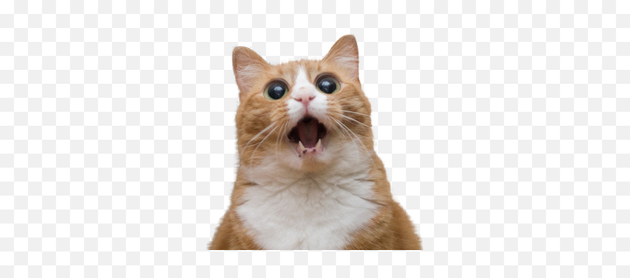 Funny Emoji Transparent Png Clipart - Funny Cat Png,Grumpy Cat Emoticons