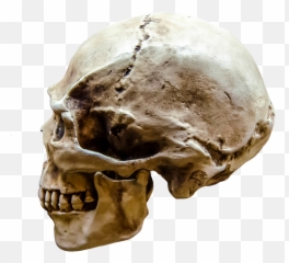 Representation Gloomy Body Bone Brain - Profile View Of Skull Emoji,Thinking Emoji Distorted