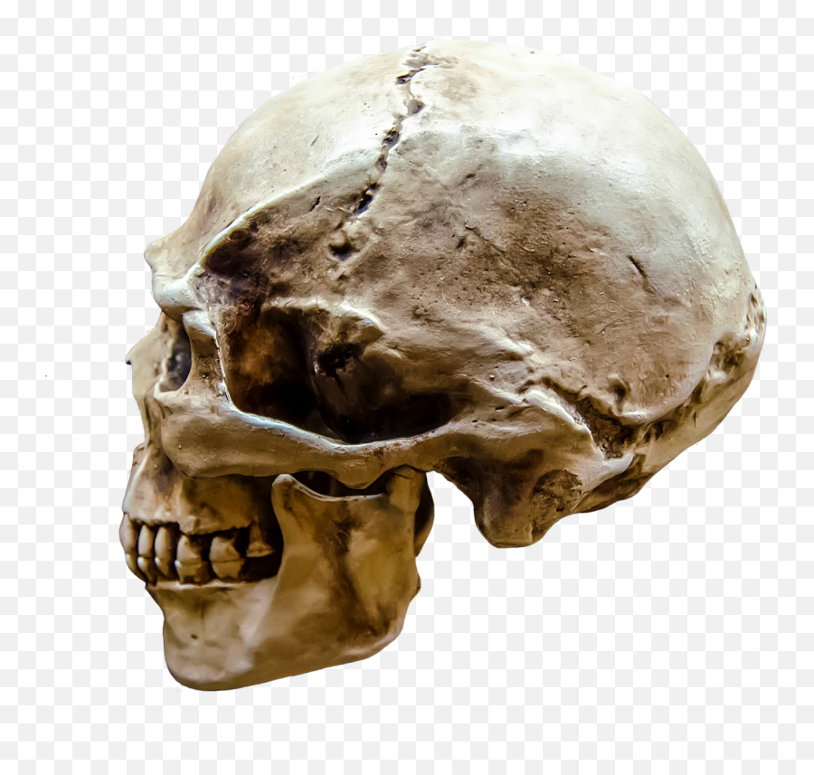 Representation Gloomy Body Bone Brain - Profile View Of Skull Emoji,Thinking Emoji Distorted