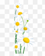 Transparent Background Jpg Freeuse - Daisy Flower Border Clipart Emoji