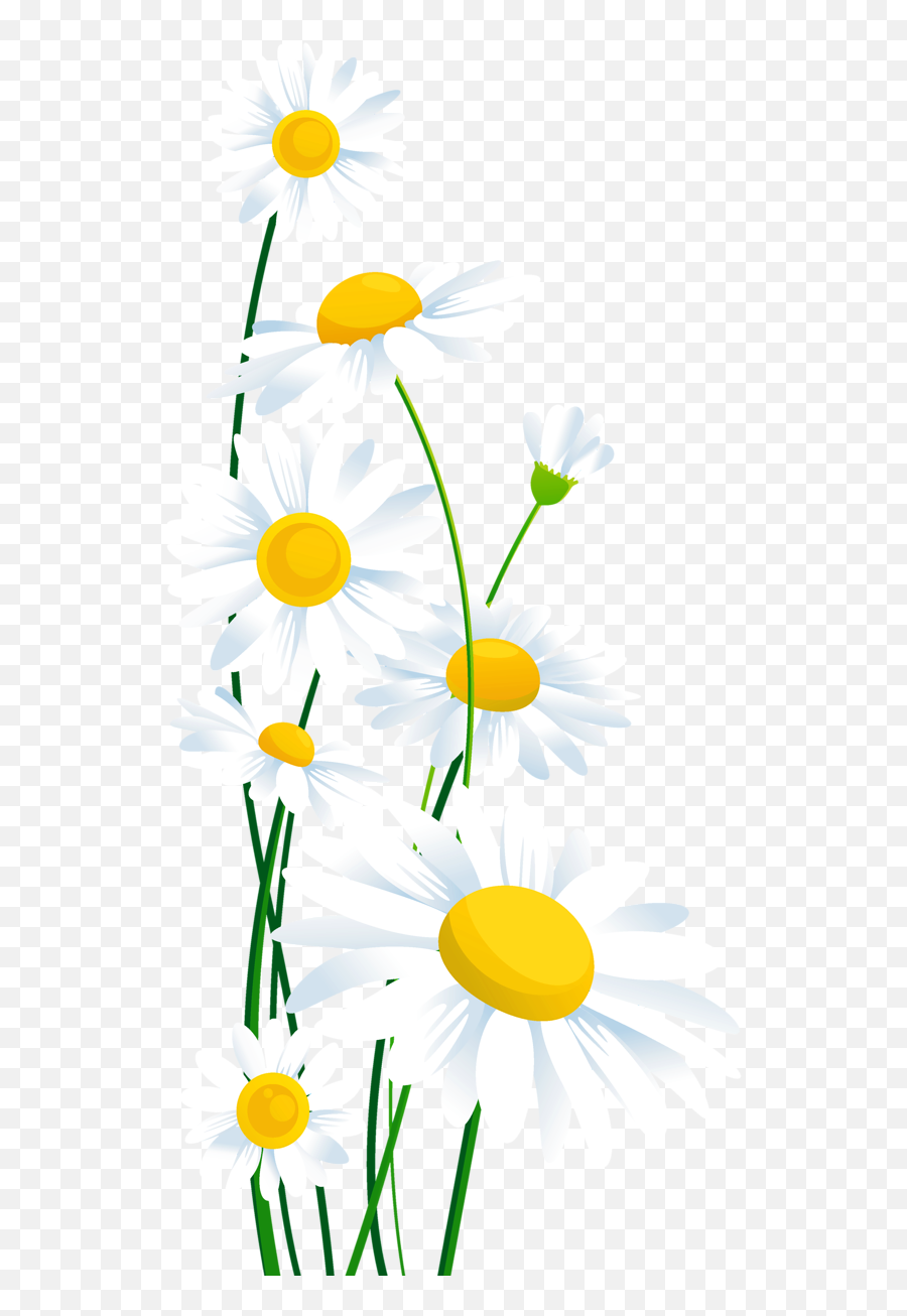 Transparent Background Jpg Freeuse - Daisy Flower Border Clipart Emoji,Flower Emoji Background