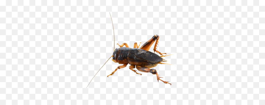Insect Png And Vectors For Free Download - Dlpngcom Cricket Insect Png Emoji,Cricket Insect Emoji