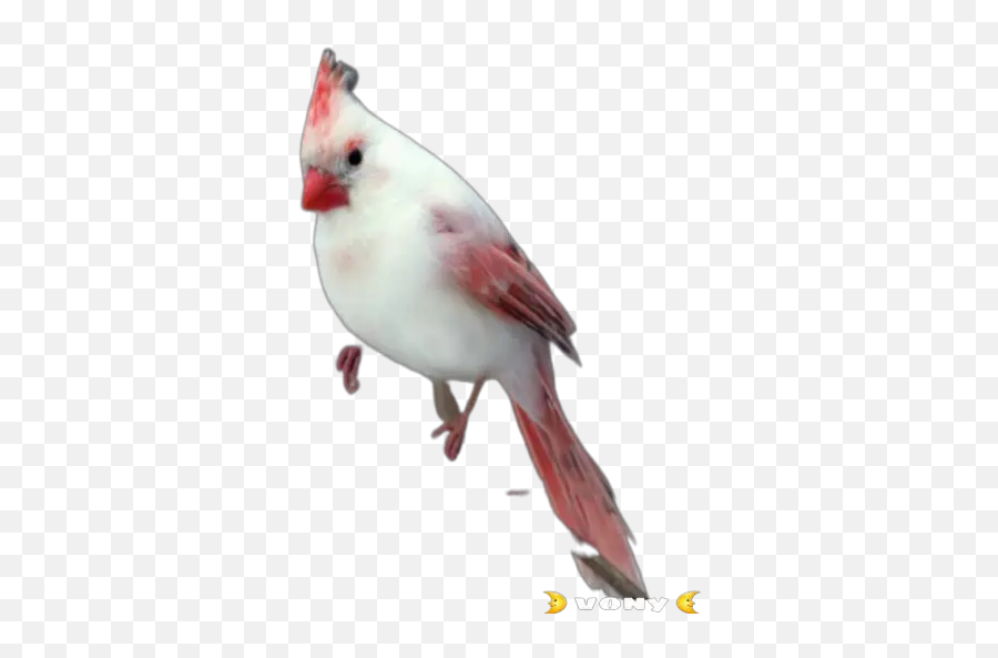 Pájaros Hermosos 2 Stickers For Whatsapp - Canary Emoji,Finch Emoji