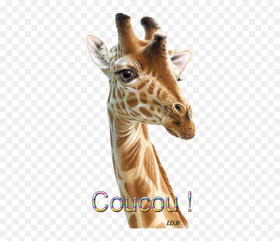 Newborn Baby Giraffe Walking Gif - Newborn Baby Gif Girafe Emoji,Giraffe Emoji