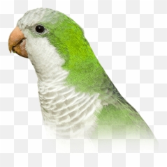 Quaker Parakeet Personality Food Care - Monk Emoji