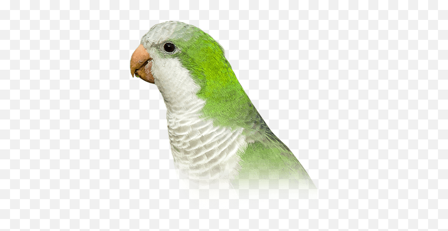 Quaker Parakeet Personality Food Care - Monk Parakeet Emoji,Parrot Emoji