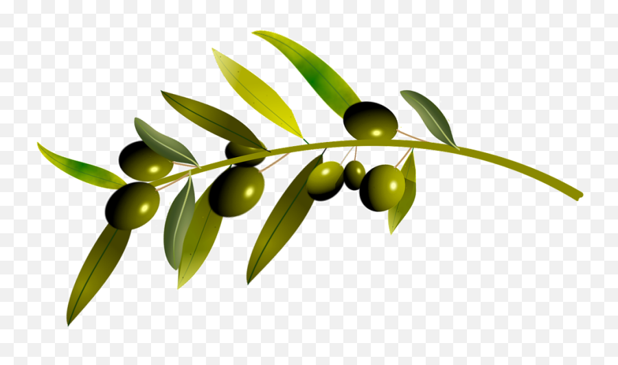 Olive Tree Oliva - Olive Tree Vector Png Emoji,Palm Tree Drink Emoji