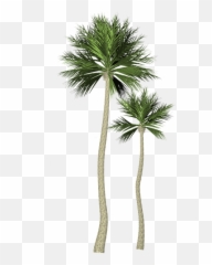 Tree Palma Palm - Palma Png Emoji,Palm Tree Emojis