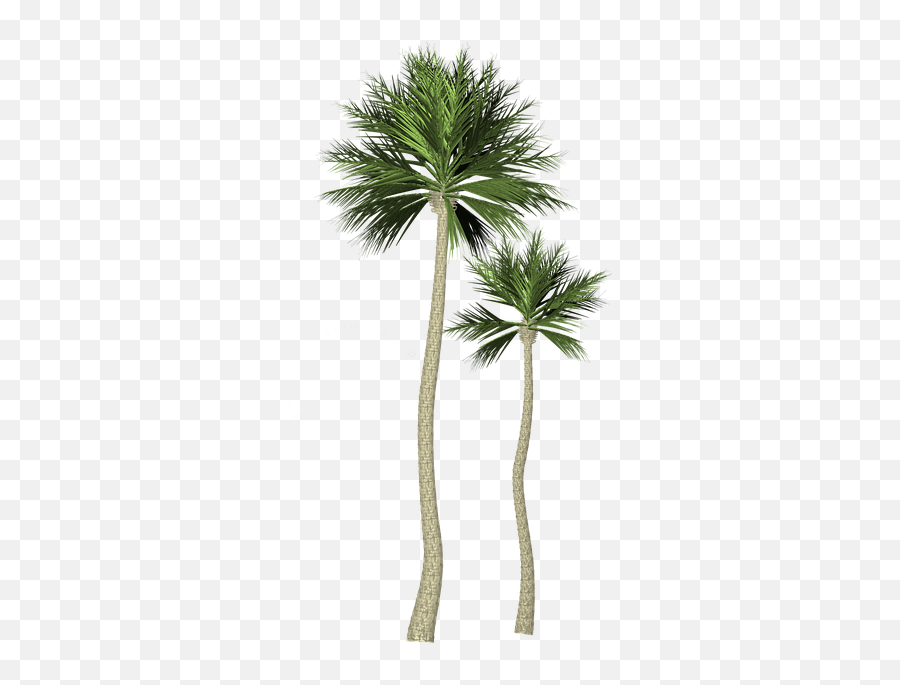 Tree Palma Palm - Palma Png Emoji,Palm Tree Emojis
