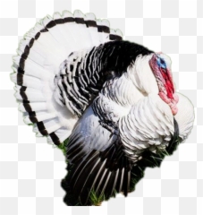 Turkey Sticker Challenge on PicsArt - Royal Palm Emoji