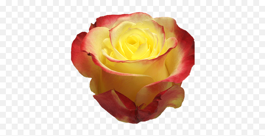 Hot Merengue U2013 Matina Flowers - Hot Meringue Rose Emoji,Yellow Rose Emoji