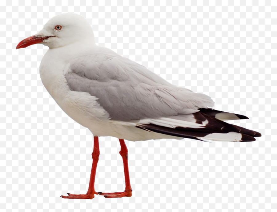 Gull Png - Seagull Png Emoji,Lay Down Emoji