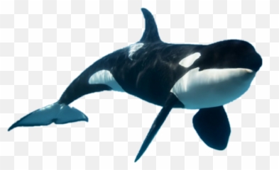 Orca - Orca Png Emoji,Orca Emoji
