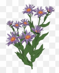 Aster Of Pyrenees Illustration - Flower Transparent Background Emoji