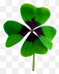 Luck Four Leaf Clover Vierblättrig Emoji,Emoji Leaf And Pig