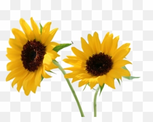 Sun Flower - Sun Flower Psd Emoji,Sun Flower Emoji