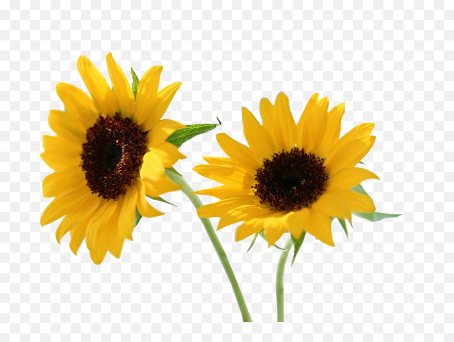 Sun Flower - Sun Flower Psd Emoji,Sun Flower Emoji