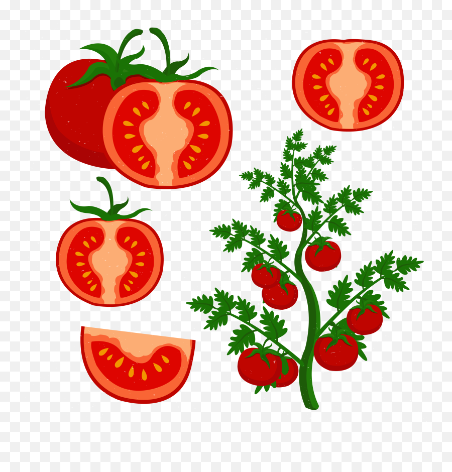Tomato Vector At Getdrawings - Cultivos De Tomate Dibujo Emoji,Find The Emoji Tomato