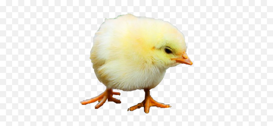 Trending - Chicken Emoji,Baby Chicken Emoji