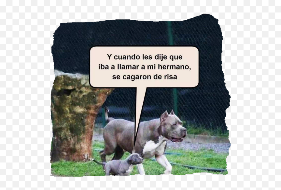 Media Tweets By Lio Martinez Lionelm0410 Twitter - Show Me The One Who Called You A B Emoji,Pitbull Emoji