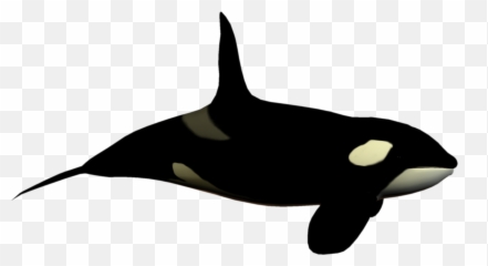 Download Orca Clipart Fish Tail - Orca Clipart No Background Emoji,Orca Emoji