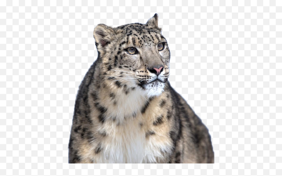 Leopard Winter Transparent Png - Snow Leopard Transparent Background Emoji,Leopard Emoji