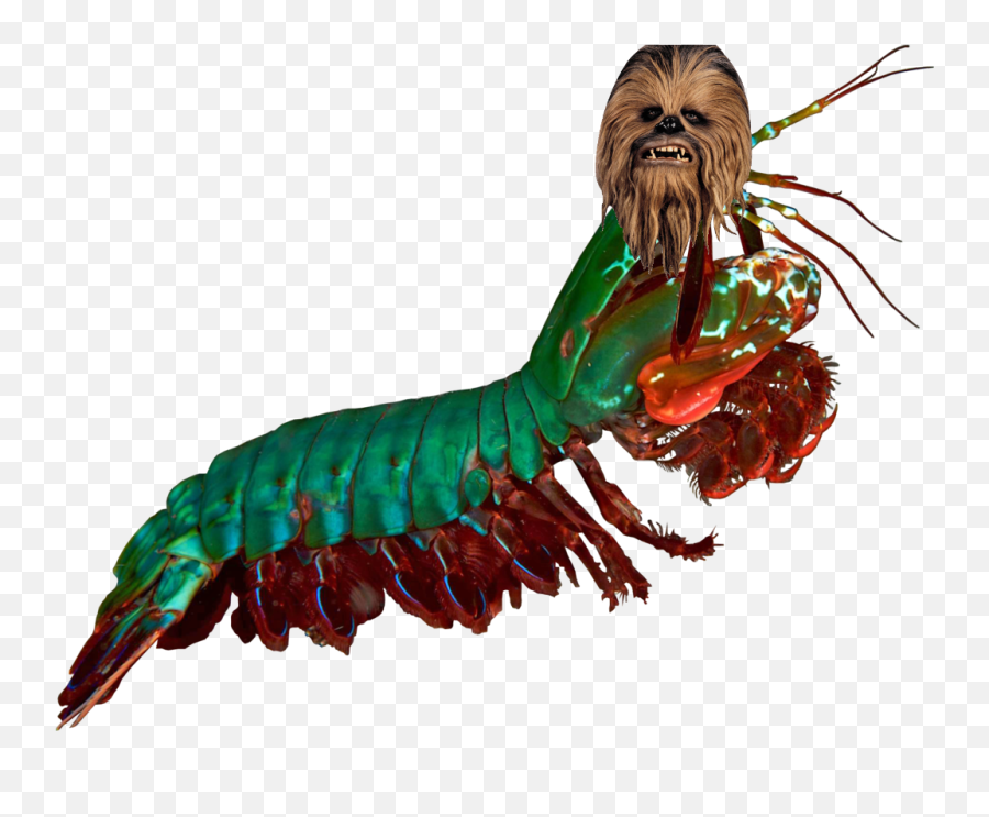 Mantis Shrimp Chewbacca Hybrid - Transparent Peacock Mantis Shrimp Emoji,Centipede Emoji