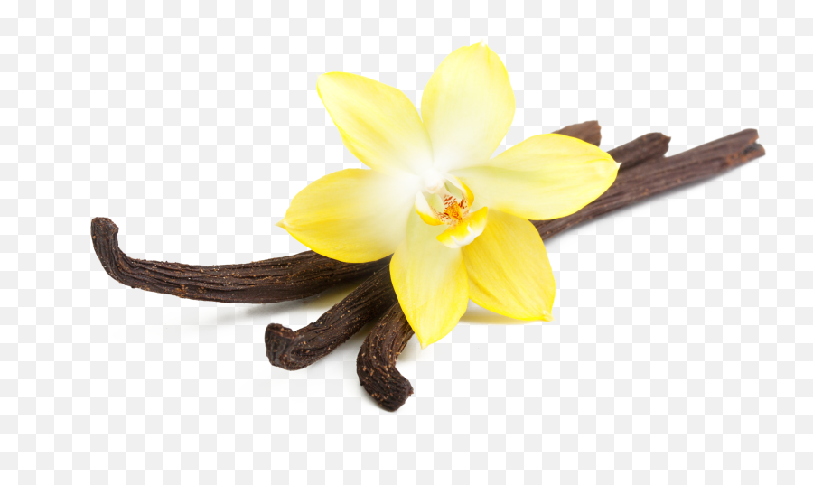 Vanilla Flower Png Transparent - Vanilla Flower Png Emoji,Vanilla Emoji