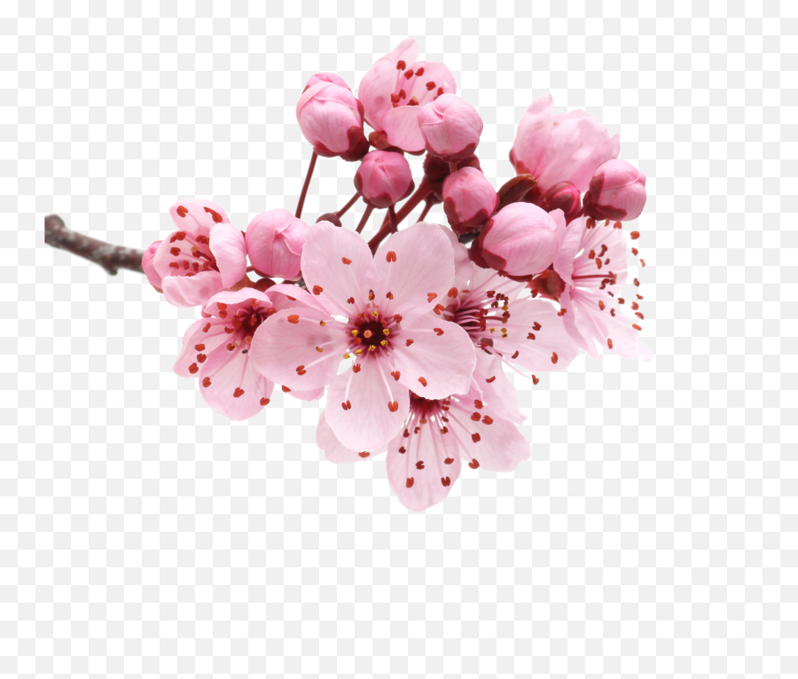 Peach Blossom Transparent U0026 Png Clipart Free Download - Ywd Cherry Blossom Flower Transparent Emoji,Sakura Flower Emoji