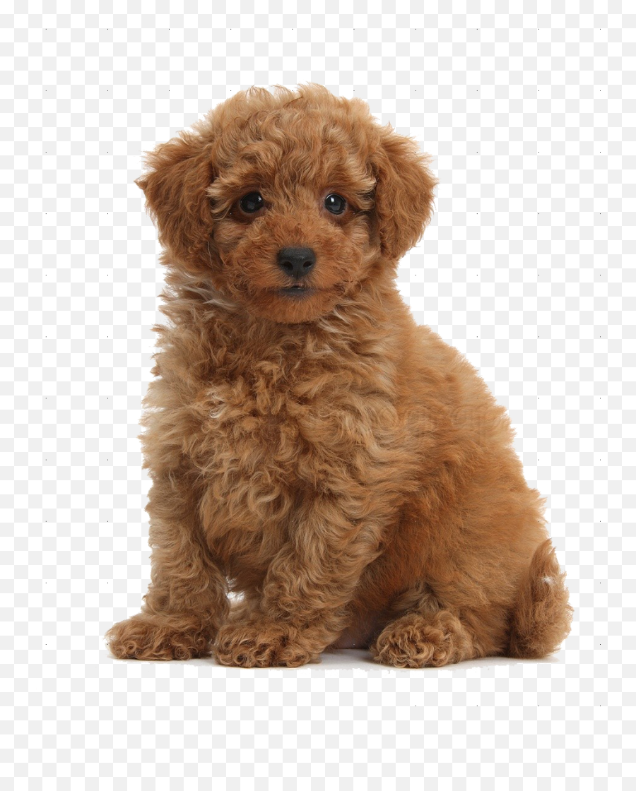 Toy Poodle Png U0026 Free Toy Poodlepng Transparent Images - Poodle Puppy Png Emoji,Poodle Emoji