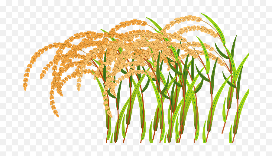 Ear Of Rice Clipart Free Download Transparent Png Creazilla - Fresh Emoji,Wheat Emoji