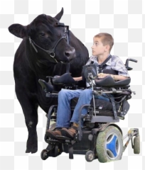 Cow Boy Wheelchair Freetoedit - Cattle Emoji,Wheelchair Emoji Meme