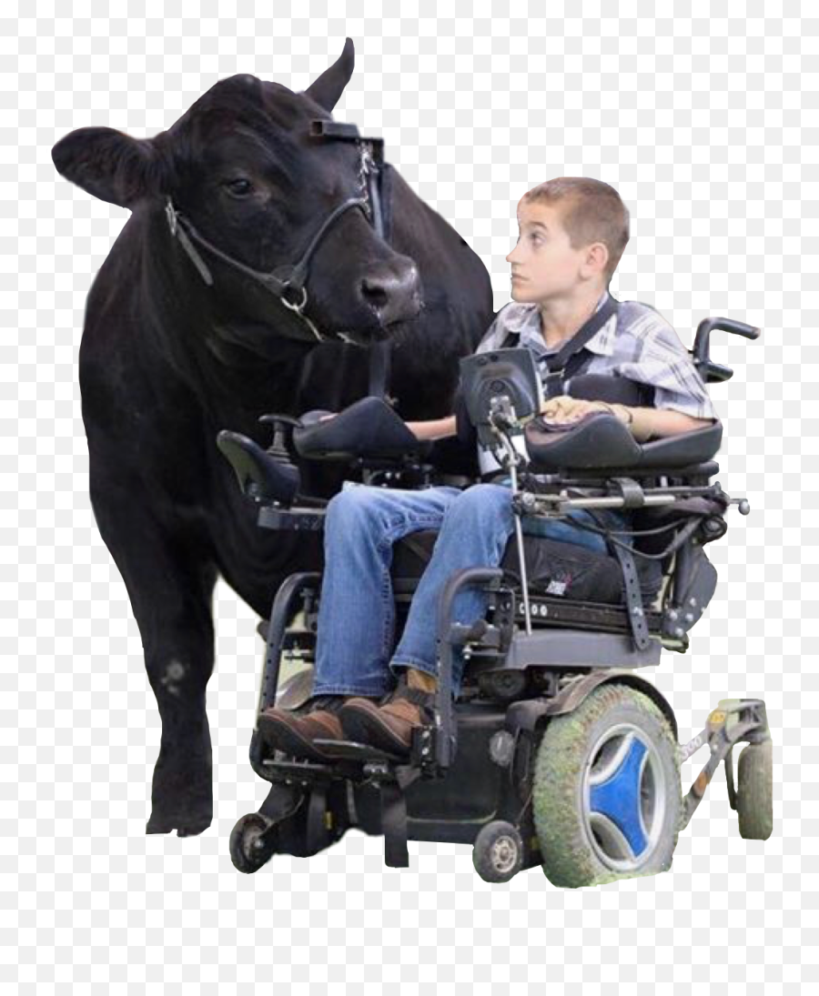 Cow Boy Wheelchair Freetoedit - Cattle Emoji,Wheelchair Emoji Meme