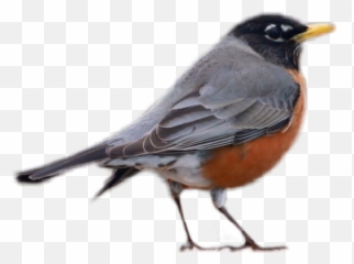 Birb Meme - Robin Emoji,Birb Emoji