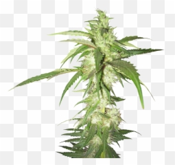 Cannabis Plant Transparent Background - Weed Plant Png Emoji,Pot Leaf Emoji