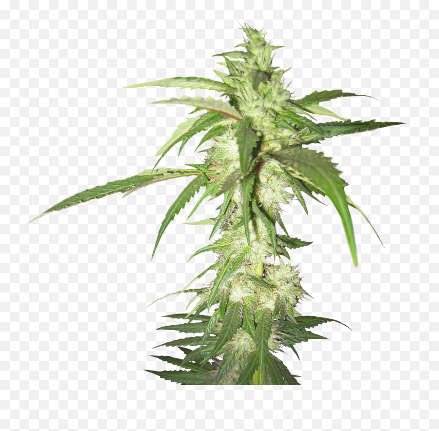 Cannabis Plant Transparent Background - Weed Plant Png Emoji,Pot Leaf Emoji