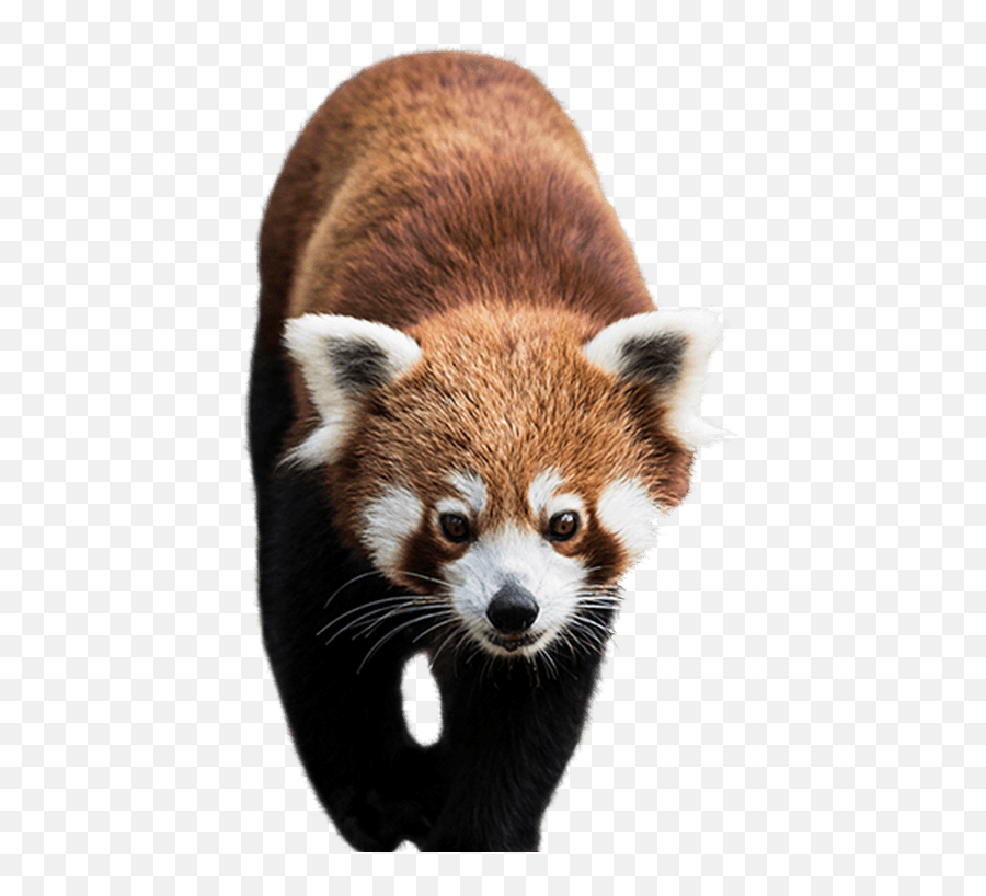 Panda Png Animal Images Panda Bear - Red Panda Transparent Background Emoji,Red Panda Emoji