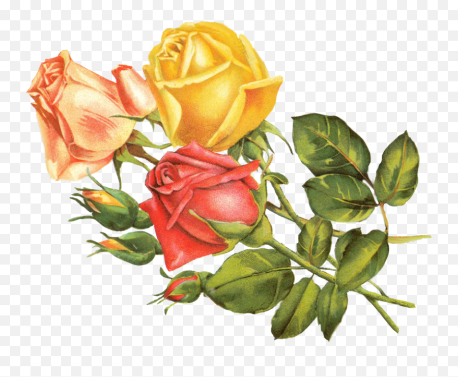 Yellow - Roseflowerfreepngtransparentimagesfreedownload Flower Png No Background Vintage Emoji,Yellow Rose Emoji