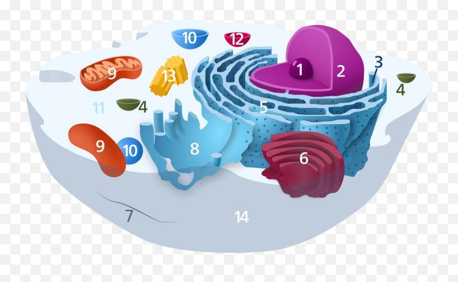 Animal Cell - Cell Biology Emoji,Emoji Muscle