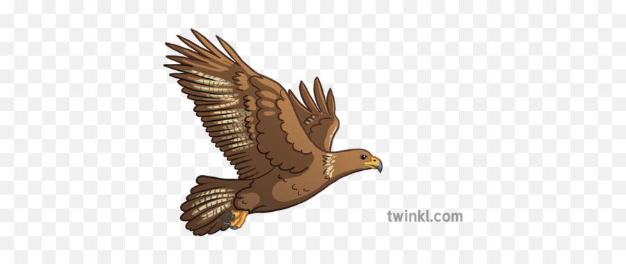 Eagle Emoji Birds Animals Nature Twinkl Newsroom Ks2 - Golden Eagle,Eagle Emoji