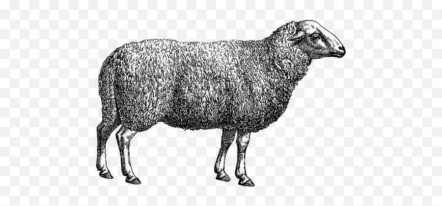 Free Sheep Lamb Illustrations - Sheep Vintage Drawing Emoji,Ewe Emoticon