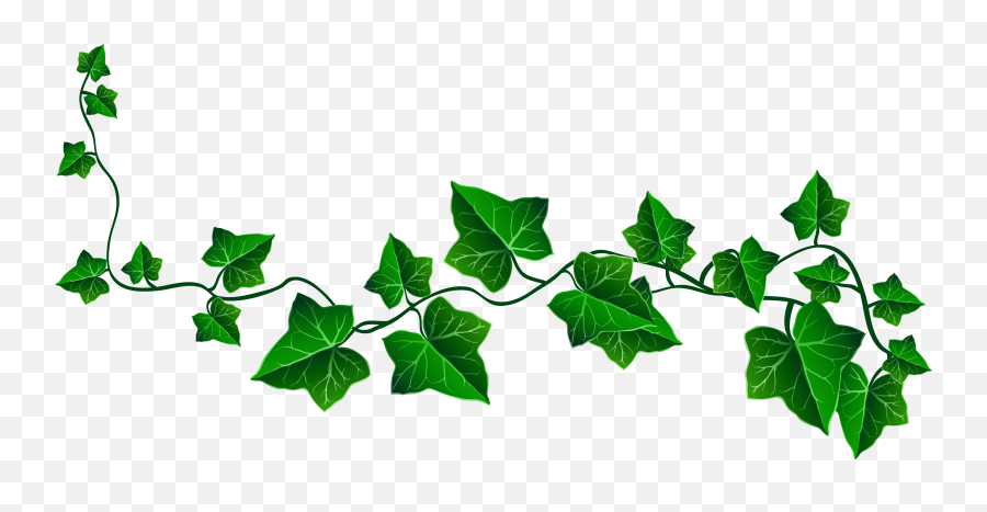 Clipart Leaves Ivy Leaf Clipart Leaves - Transparent Background Vine Png Emoji,Leaves Emoticon