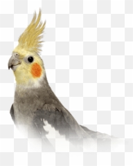 Cockatiels - Cockatiel Bird Emoji,Cockatiel Emoji