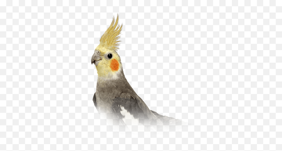 Cockatiels - Cockatiel Bird Emoji,Cockatiel Emoji