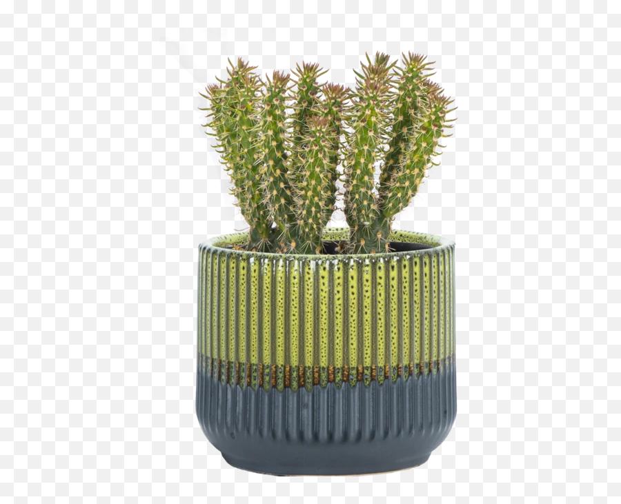 Opuntia Microdasys Albata S Ally - Mae Plantsome Flowerpot Emoji,Succulent Emoji