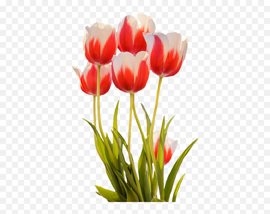 Gambar Bunga Tulip Png Free Download - Free Transparent Png Pixabay Images Spring Flowers Emoji,Wilted Flower Emoji