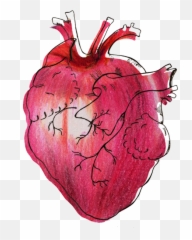 Amy Silverman - Illustration Emoji,Radish Emoji