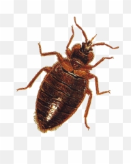 Home - Weevil Emoji,Roach Emoji