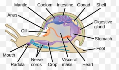 Figure 28 03 08 - Visceral Hump In Molluscs Emoji