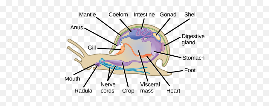 Figure 28 03 08 - Visceral Hump In Molluscs Emoji,Fb Thinking Emoji